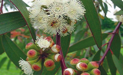 White Eucalyptus plant growing with buds