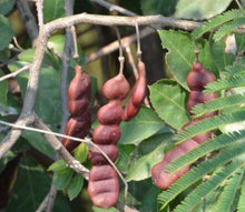  Dried Raw Shikakai