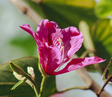 Kanchanar pink and white flowers