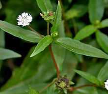 Small sunflower-like white flower of Bhringraj