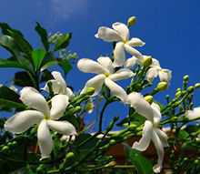 White flowers of Tagar plant