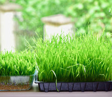 Fresh Wheatgrass growing, and the roots are also shown