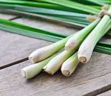 Raw Lemongrass tied up next to a glass filled with tea