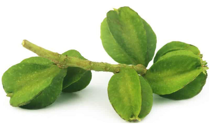 Green-coloured Arjuna fruits
