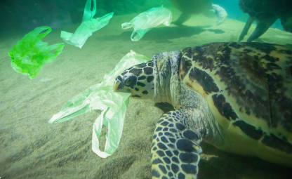 A turtle holding plastic bag in the mouth in the ocean around plastic waste/plastic pollution
