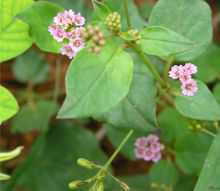 Purple colour Punarnava flowers (Boerhavia Diffusa)