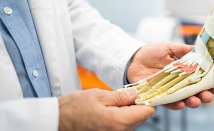 A doctor checks the leg skeleton model