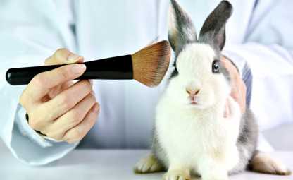 Doctor brushing white and black rabbit