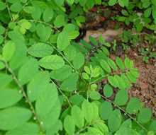 Small-sized green leaves of Bhumi Amla