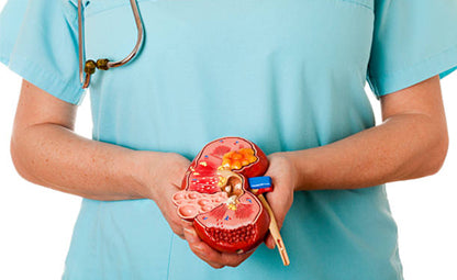 A doctor holding a kidney-shaped object in their hand