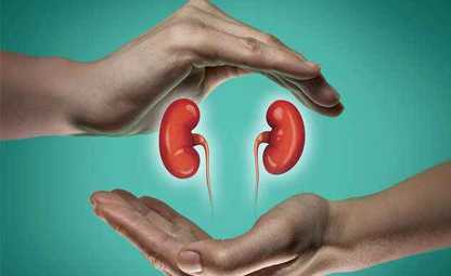 Vector of kidney health being covered by hands