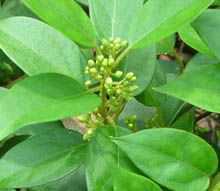 Medhashinghi plant with white small flowers