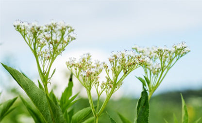 Valerian plants with green leaves