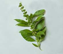 Holy Basil leaves with a small bud