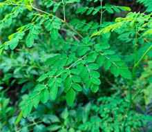 Leaves of Moringa tree