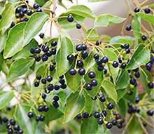 Black colour berry-like fruit growing on a Camphor tree
