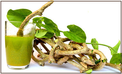 Giloy plant roots with fresh and organic Giloy juice 