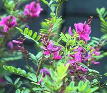 Pink Neel flower plant