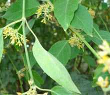 Medicinal plant Jeevanti and its green shrubs