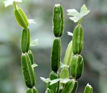 Hadjob climbing herb with leaf on top