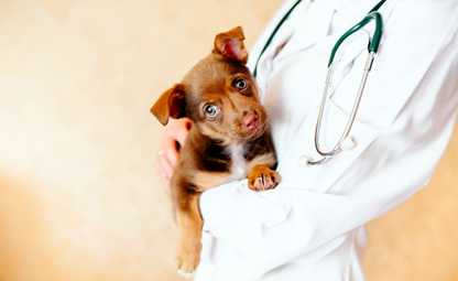 Doctor holding a brown puppy