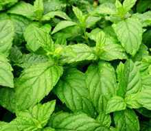 Fresh Peppermint leaves