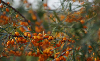 Orange Himalayan Berries growing on its tree