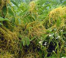 Yellow vines of Amarbel growing in a field