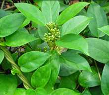 Gudmar plant with green leaves and white small buds