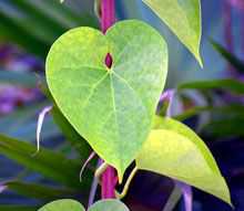 Leaves of Giloy plant with water droplets