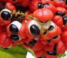 Reddish Gaurana with brown Guarana seed