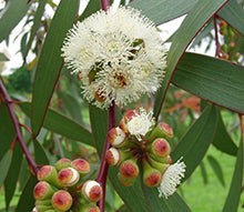 Eucalyptus plant green leaves