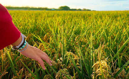 A hand in a huge rice grain field
