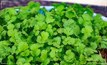 Organic and fresh coriander growing