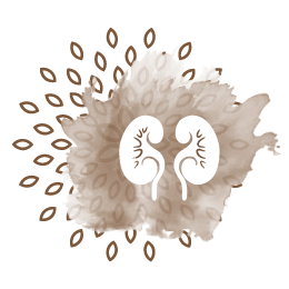 Kidneys vector in brown colour with pattern