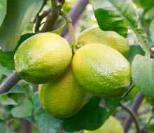 Lemon hanging from lemon tree