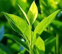 Organic Green Tea leaves