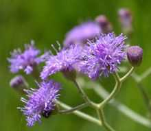 Sahdebi or Sahadevi purple plants