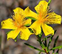 St. John’s Wort red berries