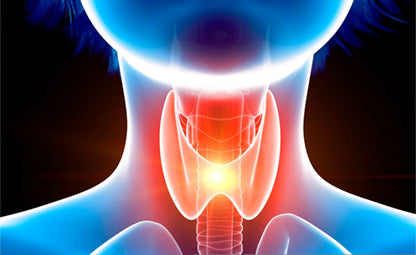 Thyroid vector in red and blue colour