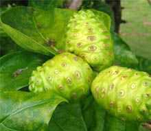 Raw Noni Indian Mulberry fruit