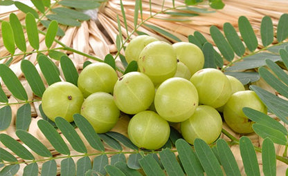 Organic Amla fruits with amla leaves