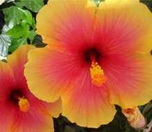 Red Hibiscus flower hanging