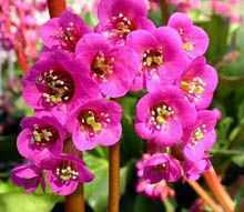 Pink flowers of Pasanabheda