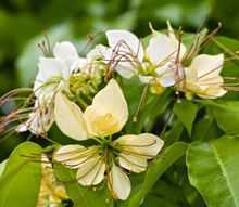 White flowers of the Varuna plant