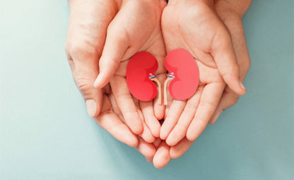 Hands over hands holding kidneys image
