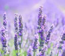 Lavender plants in a field