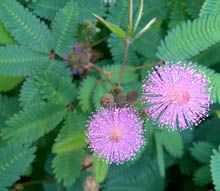 Pink bushy flowers of the Lajauni plant