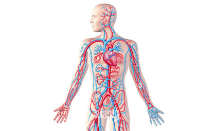 Human nervous system vector
