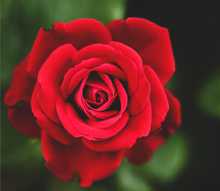Red colour fresh Rose flower